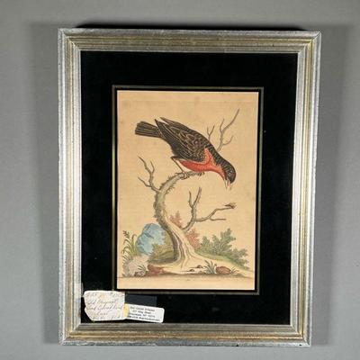 18TH CENTURY HAND-COLORED BIRD PRINT | Signed and dated color bird print - 7 x 10in (sight)