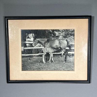 PHOTOGRAPH OF NURSING HORSE & FOAL | Young foal drinking milk from mother. 9.25 x 7.25 in (sight)