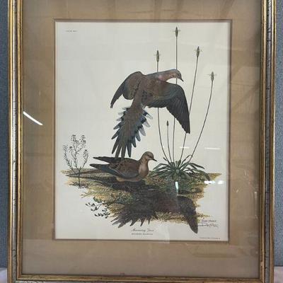 Mourning Dove (Signed)