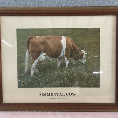 Simmental Cow picture "from Switzerland