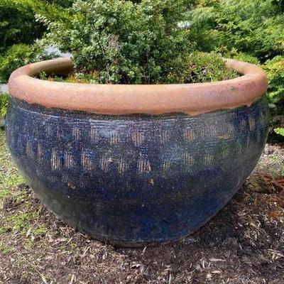 Gorgeous pot with planting
