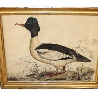
Lot 392
Gooseander waterfowl print
