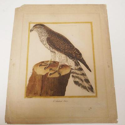 1025	ANTIQUE COLORED ENGRAVING OF A FALCON, MARTINET, APPROXIMATELY 10 1/2 IN X 13 1/2 IN
