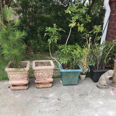 two concert planter $60 each