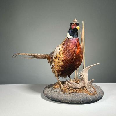 TAXIDERMY PHEASANT | With colorful feathers, mounted on a faux stone display pedestal. h. 16 x dia. 14 in