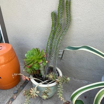 nice plants & cactus...
