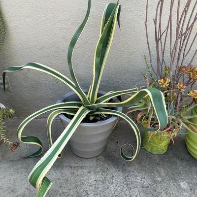 several old growth plants and nice ceramic pots.