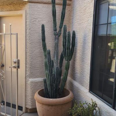 +++AVAILABLE NOW FOR PRE-SALE ï»¿Cactus (Possibly Cereus Jamacaru-Brazil) In Nice Planter Pot - Approximately 9' ($189) +++