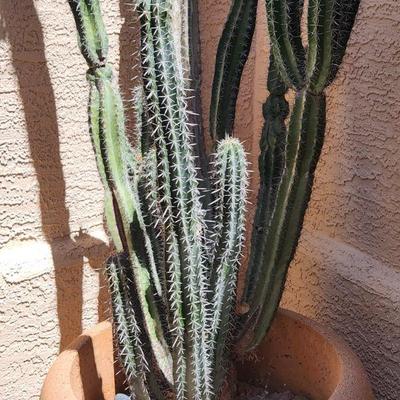+++AVAILABLE NOW FOR PRE-SALE ﻿Cactus (Possibly Cereus Jamacaru-Brazil) In Nice Planter Pot - Approximately 9' ($189) +++