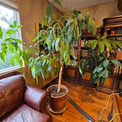 Very Large Healthy Indoor Tree in Large Clay Planter 18