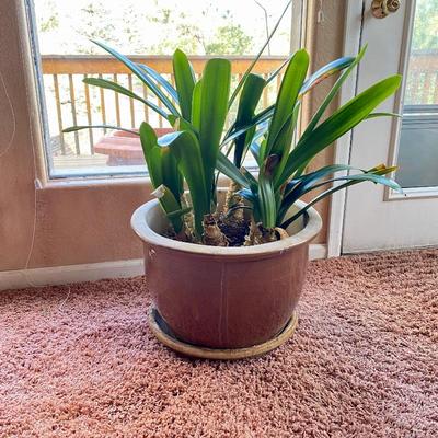 Healthy "Clivia" Flowering Plants - aka Natal Lily or Bush lily