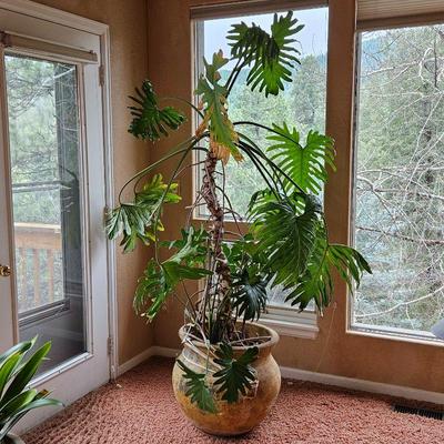  Huge 7 foot Tall Indoor Live Plant in Terra Cotta Planter with a 20