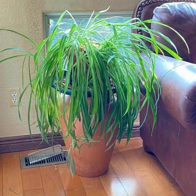 Live Spider Plant