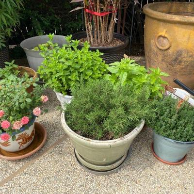 Outdoor Plants and Decoratives