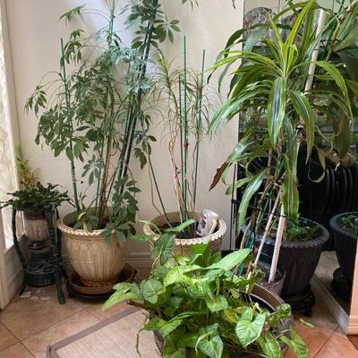 Indoor House Plants