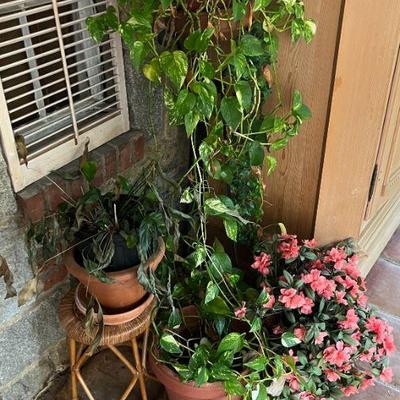 Outdoor Plants and Pots