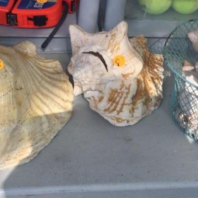 Shells