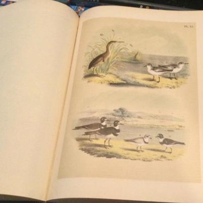 Print of birds from book