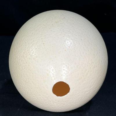 Hollowed & Cleaned Ostrich Egg
