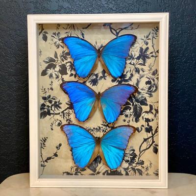 Real Butterflies in shadow Box