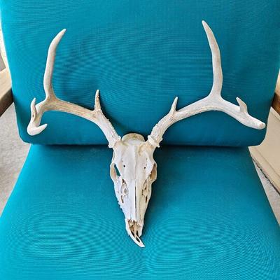 Deer Skull With Antlers - 16