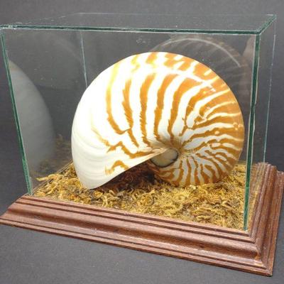 Chambered Nautilus Sea Shell Fossil in Case