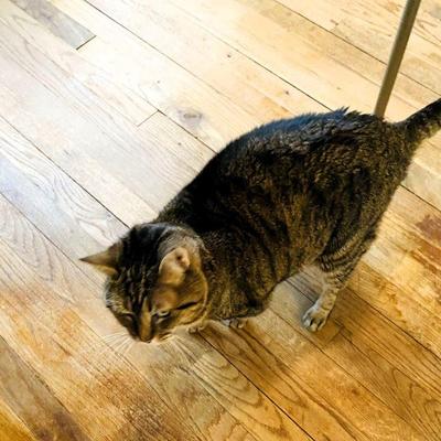 We also have a loving declawed indoor cat named; â€œBellaâ€ FREE to a good home. (Comes with a litterbox, and food bowl) The owner can...