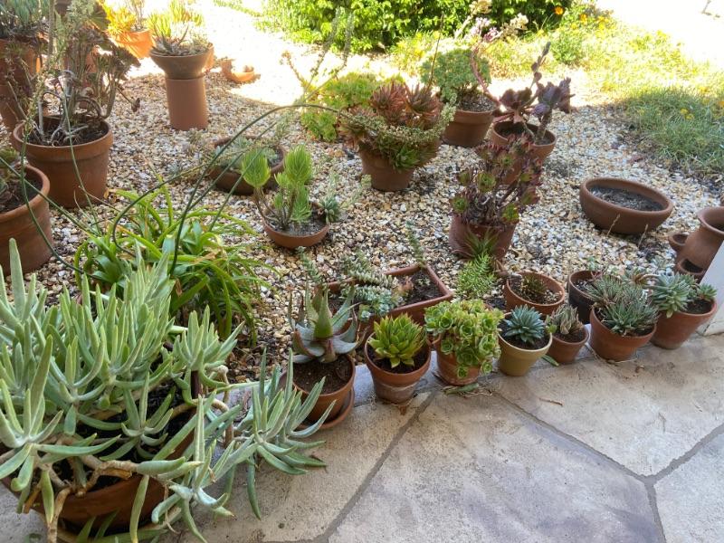 CLASSIC'S WALNUT CREEK ESTATEFURN, TOOLS, SUCCULENTS & MORESAT ONLY 9