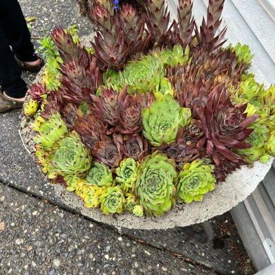 Chicken & Hens - over 80 succulents in the greenhouse