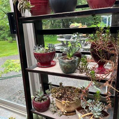8 dozen+ succulents
