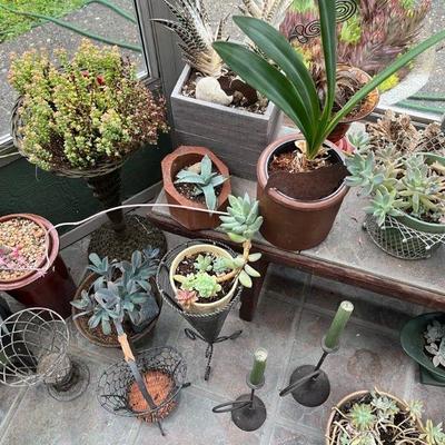8 dozen+ succulents in the sale