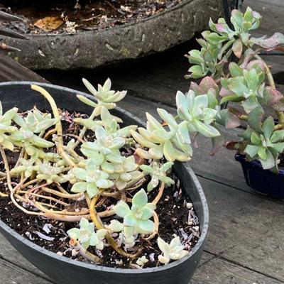 over 80 succulents in the greenhouse