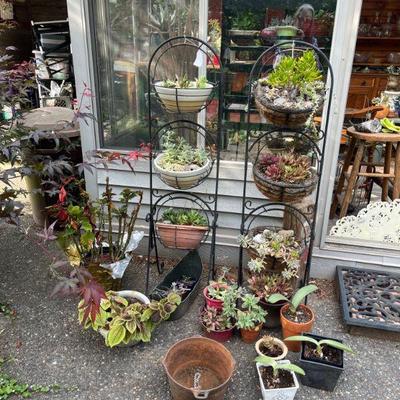 Succulents galore in a variety of pots