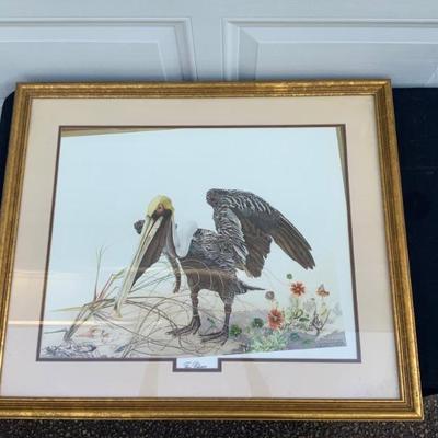 The Pelican