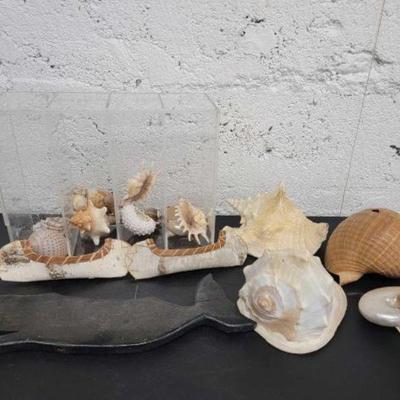 #1090 â€¢ Assorted Sea Shells and Decor
