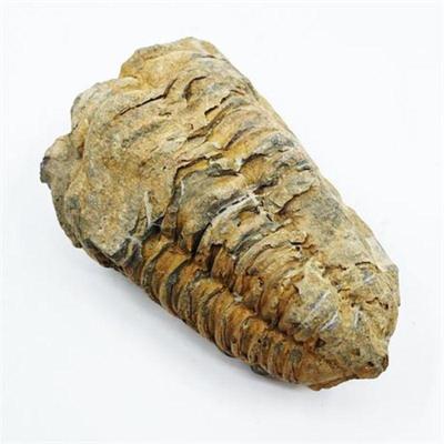 Lot 112   0 Bid(s)
Trilobite Fossil, Collected From The Middle East