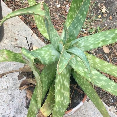 Aloe plants