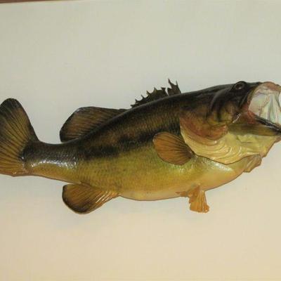 Taxidermy largemouth bass