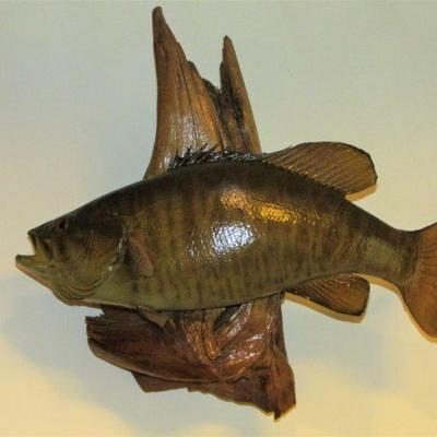 Taxidermy smallmouth bass