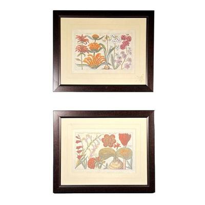 (2PC) PAIR FRAMED FLORAL PRINTS | Colorful floral prints included Latin names of each flower. 13 x 9in sight. - l. 20.5 x h. 16.5 in 