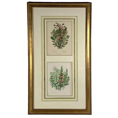 PAIR FRAMED FLORAL PRINTS | Depicts bouquet of assorted flowers with English and Latin name key in gilt frame. 6 x 8.5in sight. - l. 15 x...