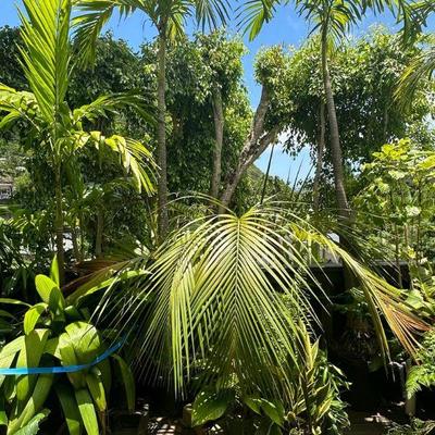 PFG018 - Palm Tree, High Plateau Palm, Dracaena, And Other Potted Plants 