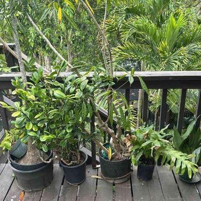 PFG034 - Perennial Succulent Spurge, Mango Tree, And Other Potted Plants 