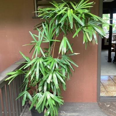 PFG003 Large Potted Rhapis Palm 