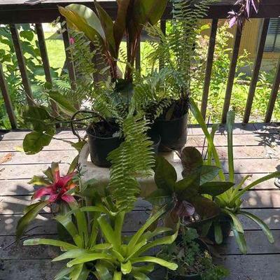 PFG090 - Bromelia, Ferns, And Other Potted Plants