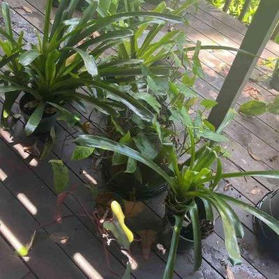 PFG084 Bromeliads, Philodendron, And Assorted Plants 