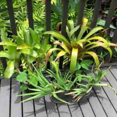 PFG019 Bromeliad & Aloe Plants