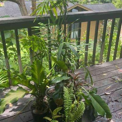 PFG080 Philodendron, Anthurium Pheasants Tail, And Assorted Plants 