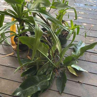 PFG082 - Bromelia, Tea Leaf, And Philadendrins 