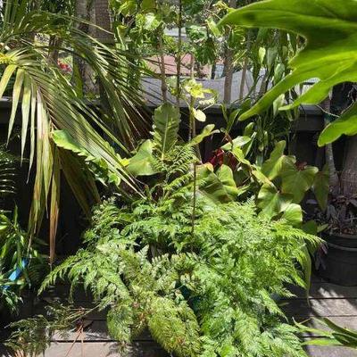 PFG020 Philodendron, Bamboo, Palm Tree, And Assorted Plants 